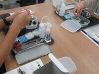 苔テラリウムを作成している様子