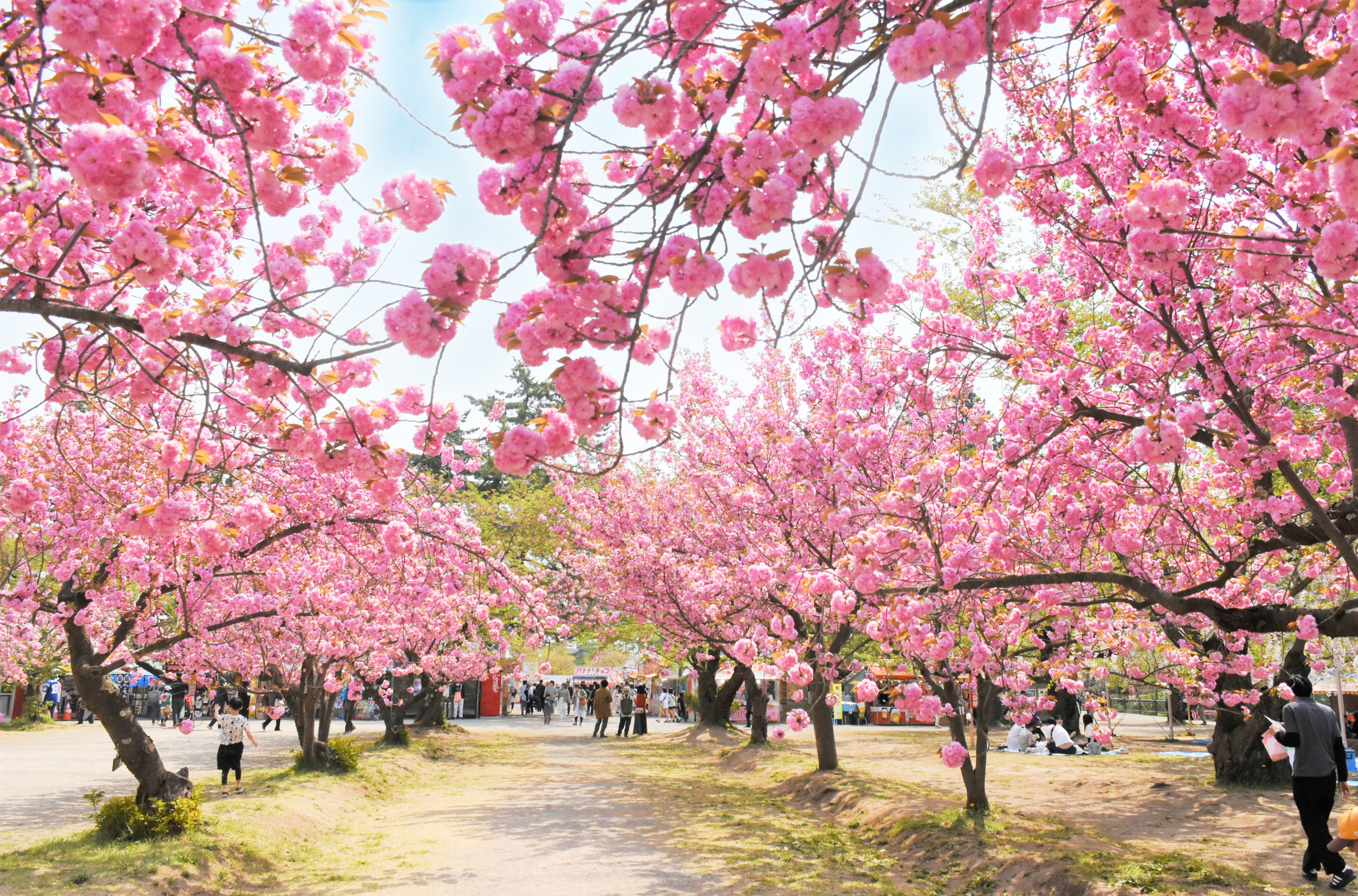 関山のトンネル