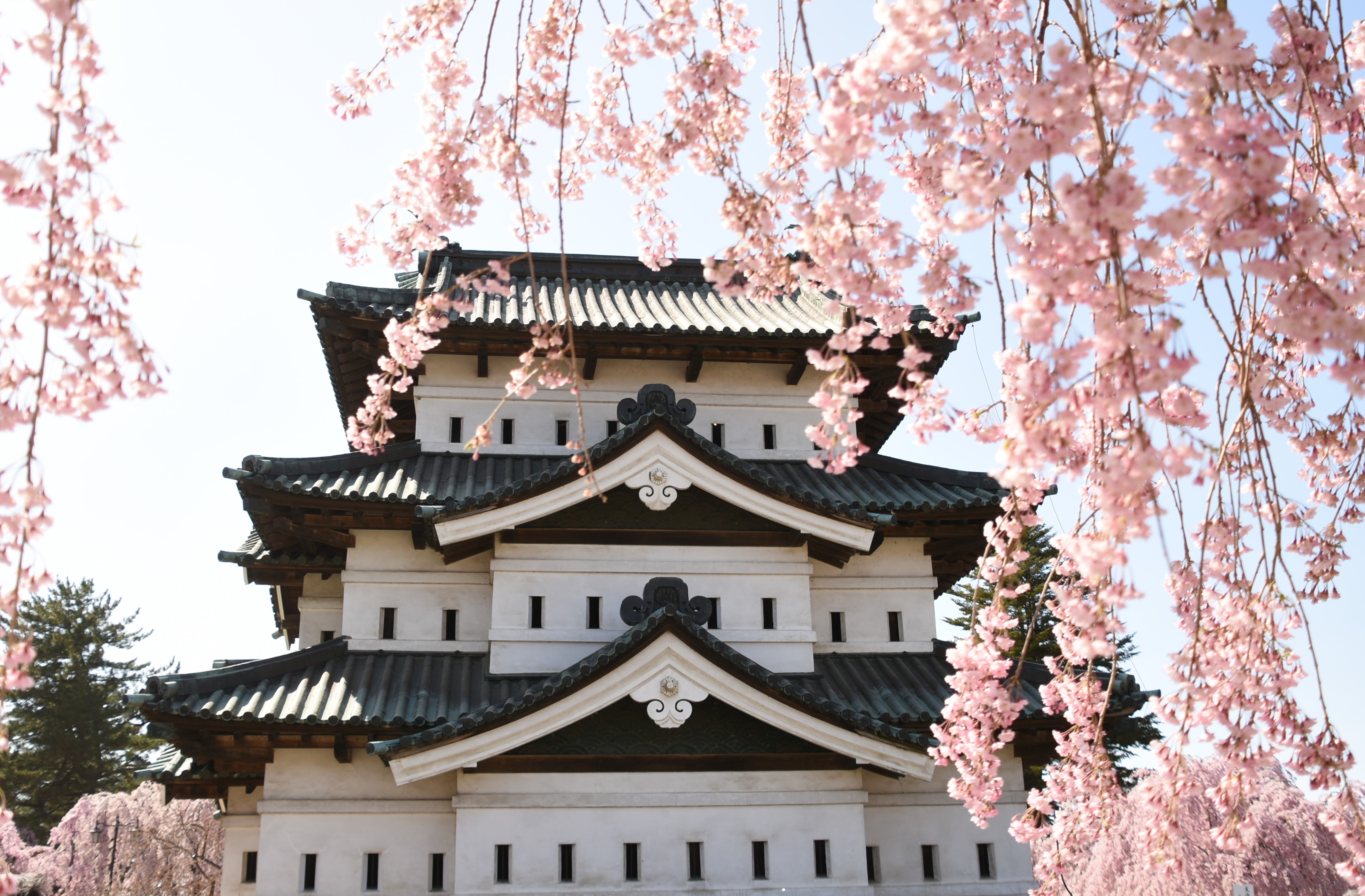 天守と八重紅枝垂