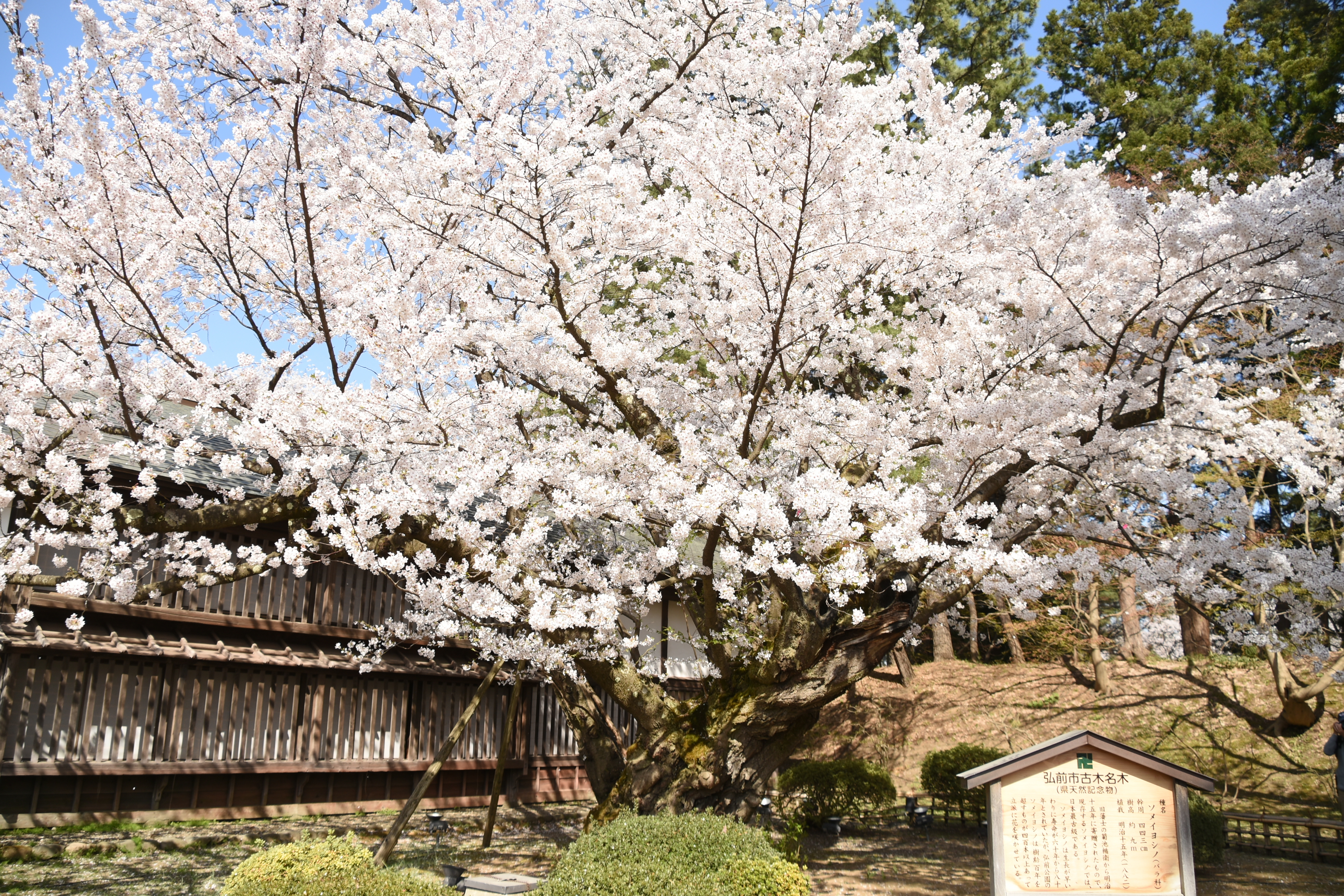 弘前公園最長寿のソメイヨシノ