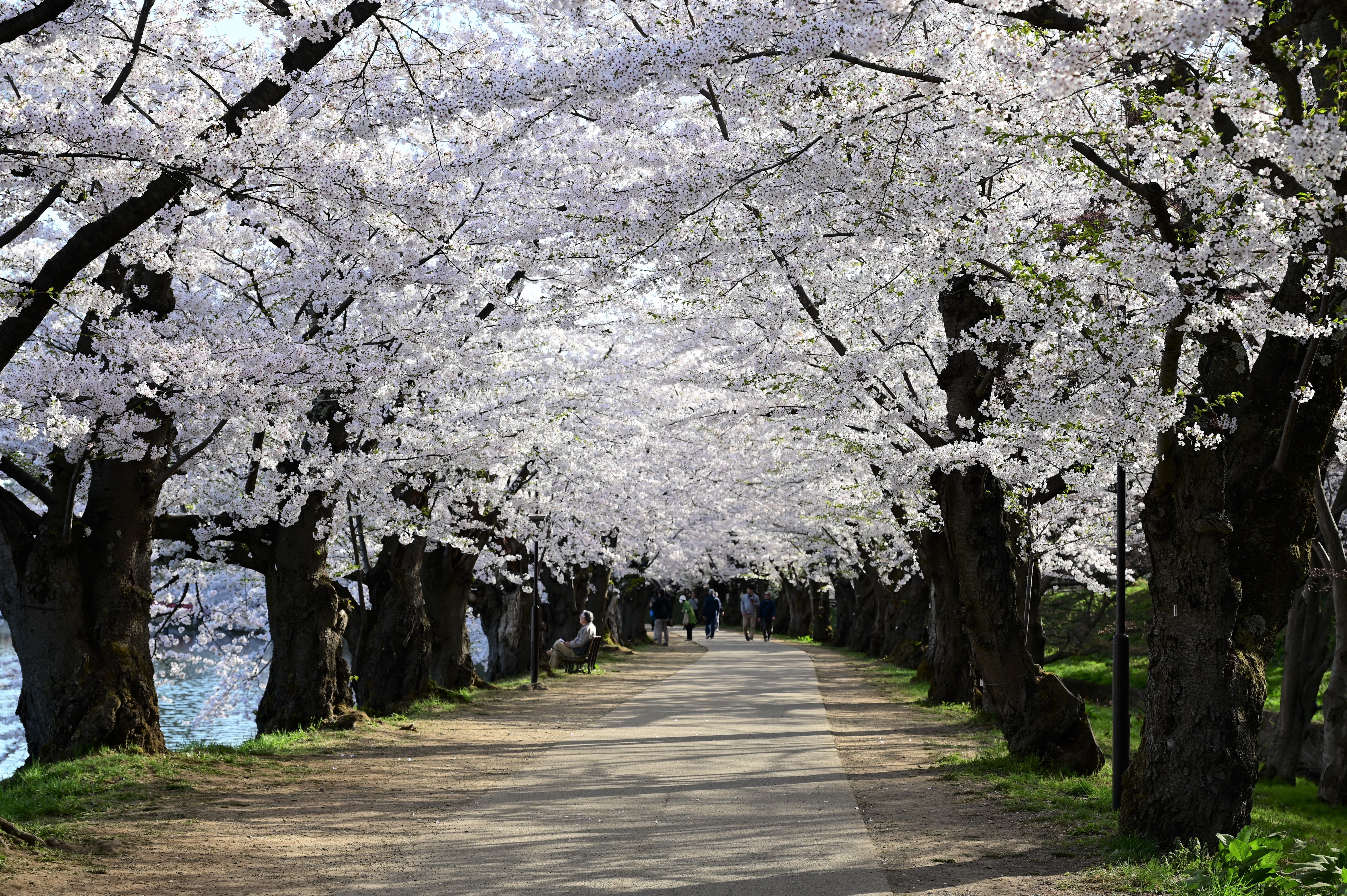 桜のトンネル（２）