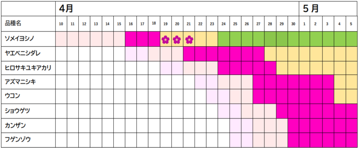 さくらカレンダー