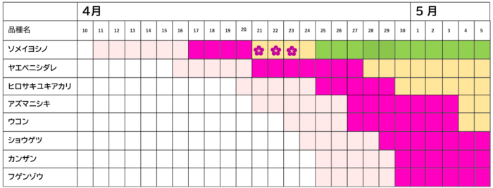 さくらカレンダー