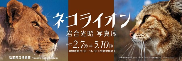 博物館企画展ネコライオン　岩合光昭写真展