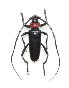 クビアカツヤカミキリの成虫