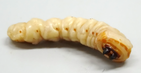 クビアカツヤカミキリの幼虫
