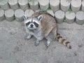 アライグマ写真