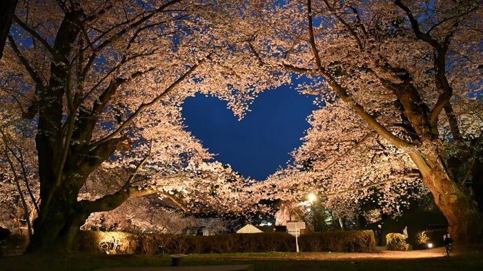 桜のハート
