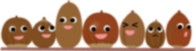 donguri