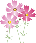 kosumosu