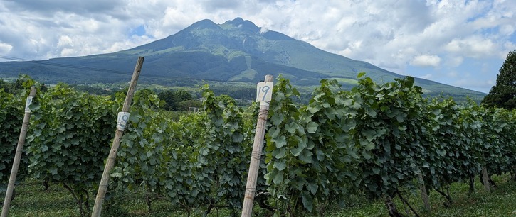 ワイン用ぶどう園地