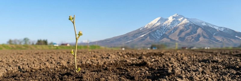 ワイン用ぶどう苗と岩木山
